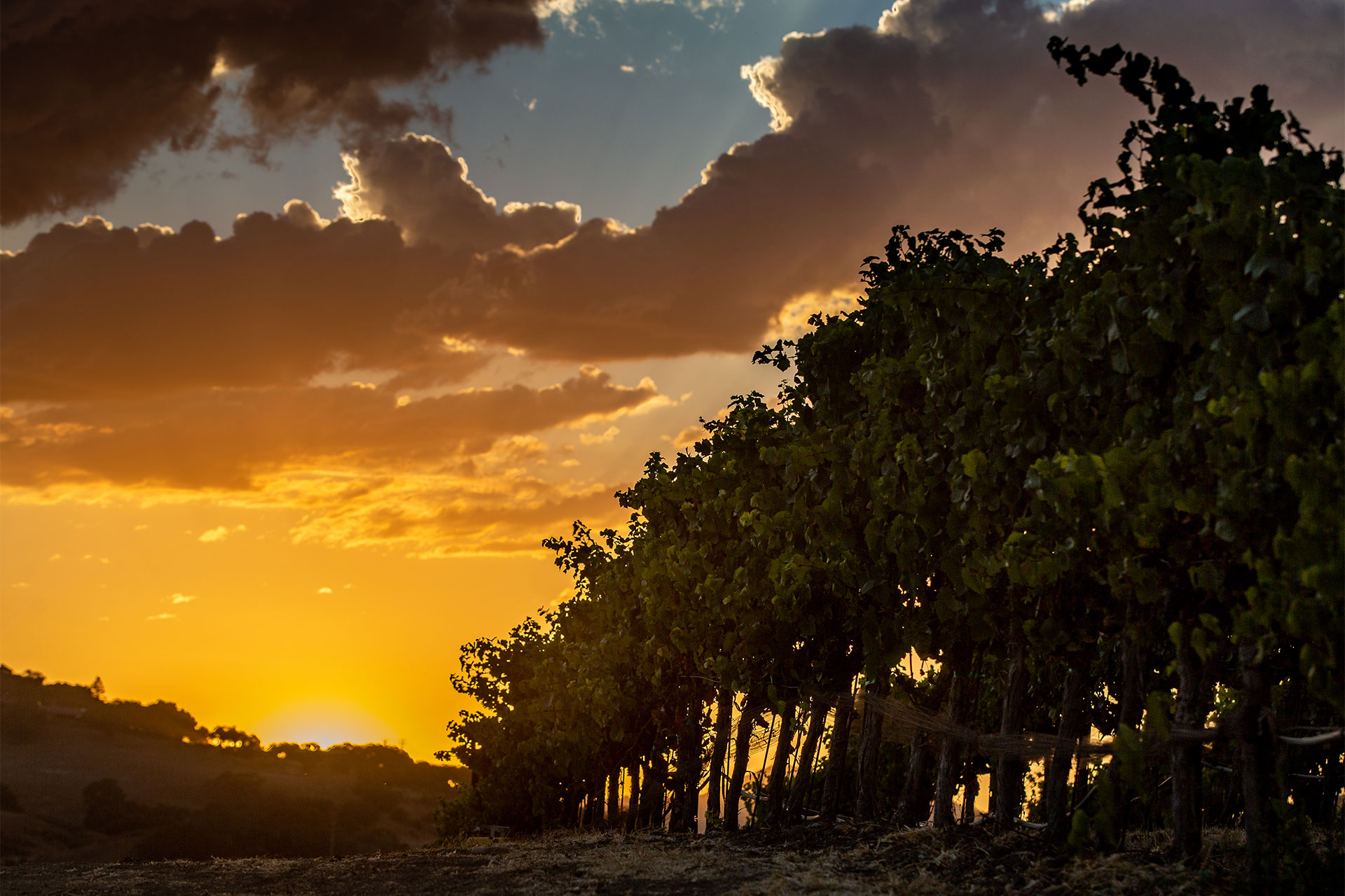 Pence Vineyard sunset